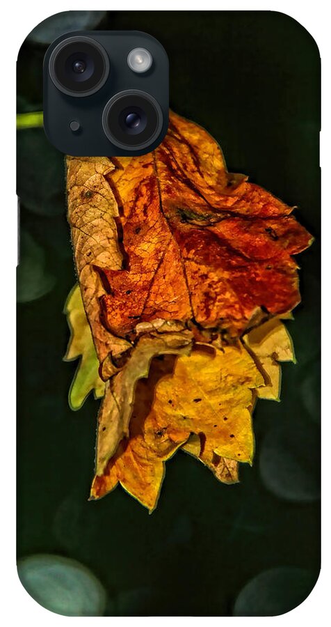 Fall iPhone Case featuring the photograph Hanging Gold by Lucy VanSwearingen
