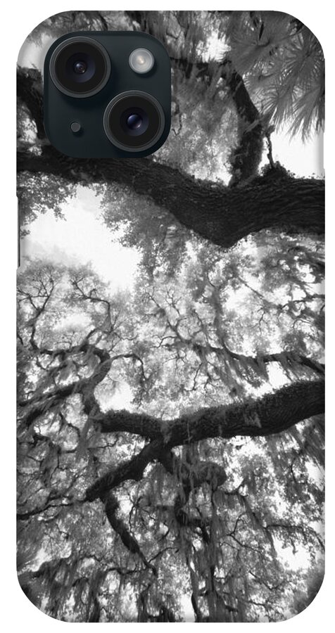 Myakka iPhone Case featuring the photograph Hanging Moss by Bradley R Youngberg