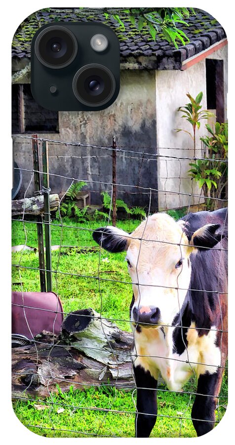 Cow iPhone Case featuring the photograph Hanzawa Cow 1 by Dawn Eshelman
