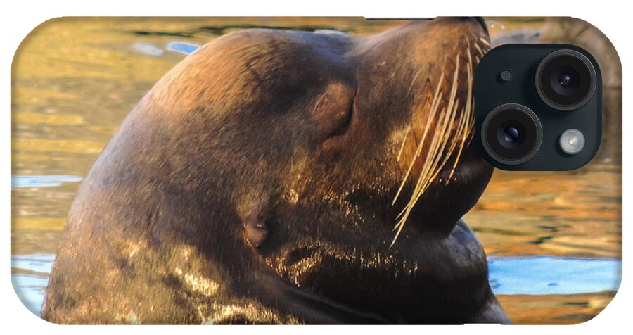 Sea Lion iPhone Case featuring the photograph Happy and Content by L J Oakes