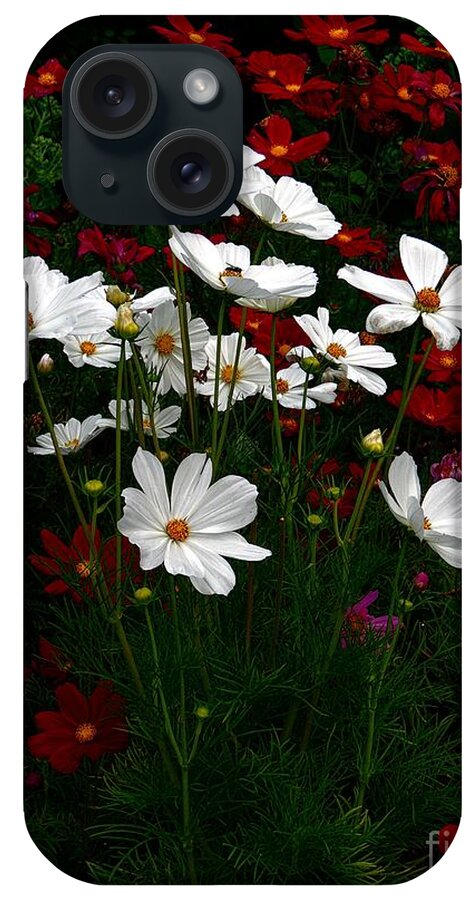 Flora iPhone Case featuring the photograph Happy Cosmos by Marcia Lee Jones