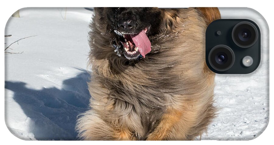 Leonberger iPhone Case featuring the photograph Happy Leonberger Winter Trail Running by Gary Whitton