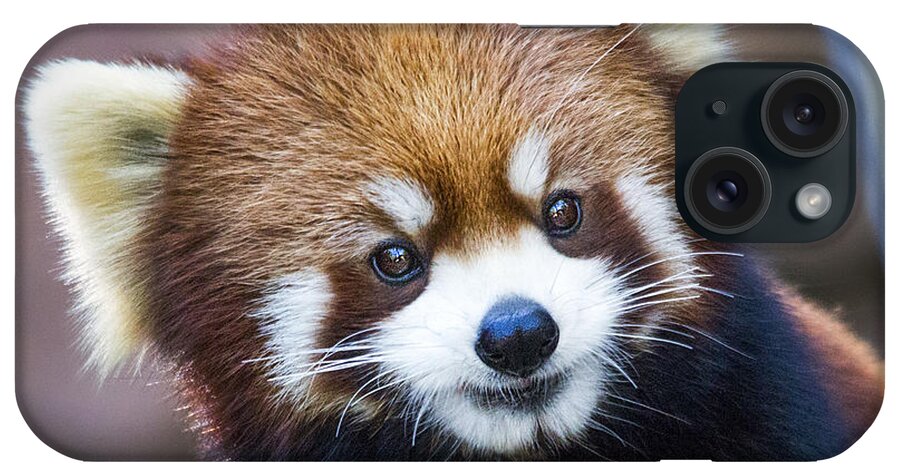 Red Panda iPhone Case featuring the photograph Happy Red Panda by Jaki Miller