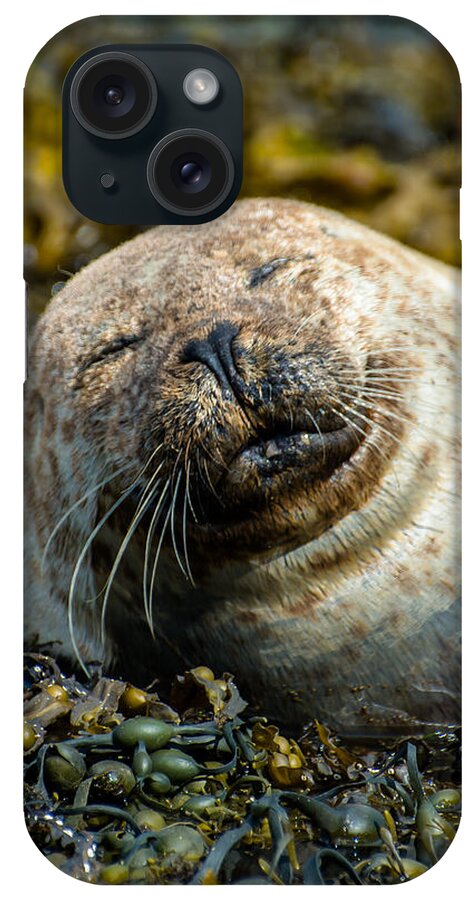 Seal iPhone Case featuring the photograph Happy Seal Relaxing In The Seaweed by Andreas Berthold