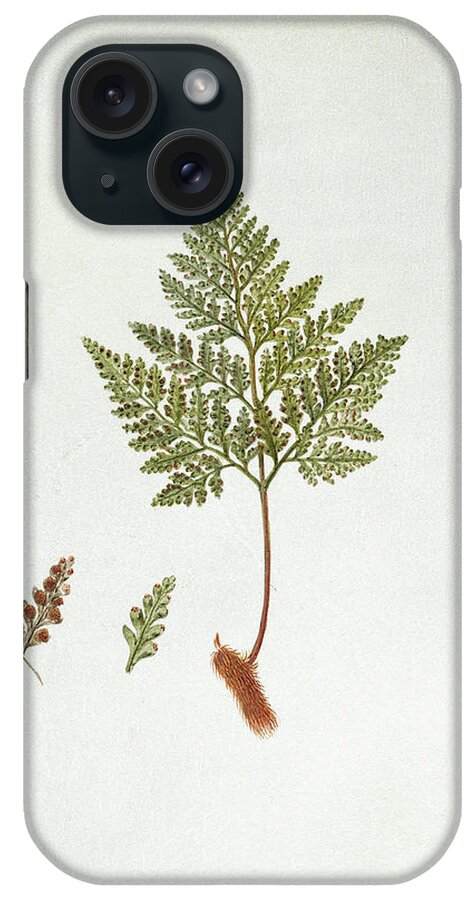 Artwork iPhone Case featuring the photograph Hare's Foot Fern (davallia Canariensis) by Natural History Museum, London/science Photo Library