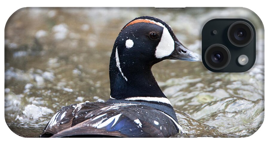 Harlequin Duck iPhone Case featuring the photograph Harlequin Duck in Rapids by Jack Bell