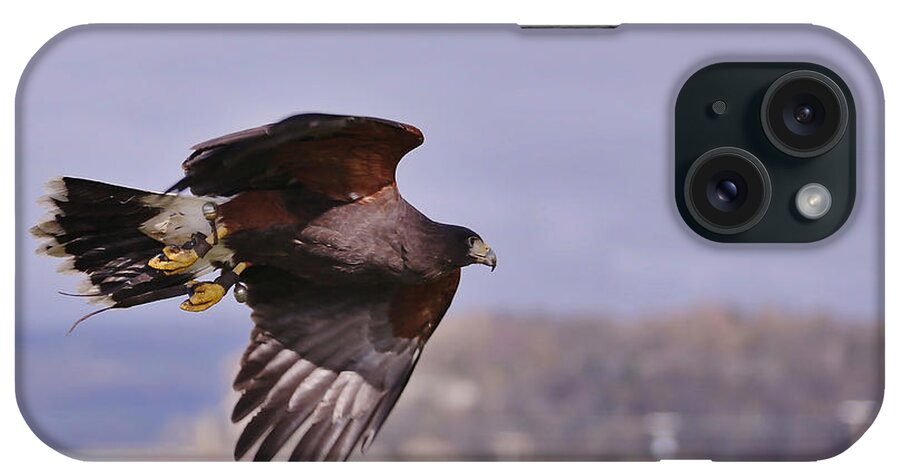 Hawk iPhone Case featuring the photograph Harris Hawk by Kate Purdy