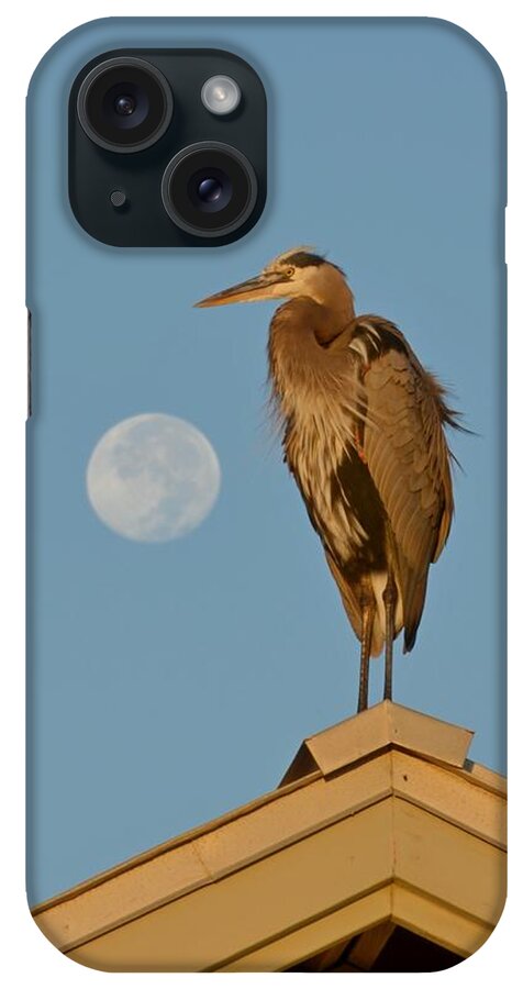 Nature iPhone Case featuring the photograph Harry the Heron Ponders a Trip to the Full Moon by Jeff at JSJ Photography