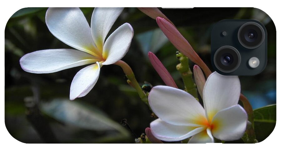 Flowers iPhone Case featuring the photograph Hawaiian Plumeria by Jewels Hamrick