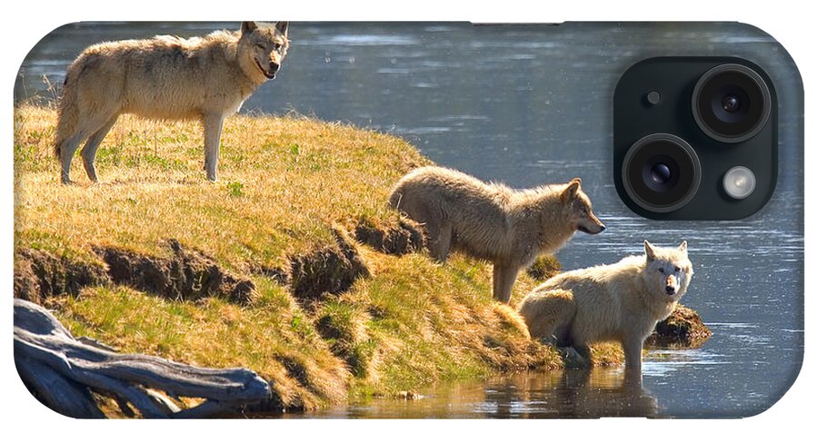 Gray Wolves iPhone Case featuring the photograph Hayden Valley Pack by Aaron Whittemore