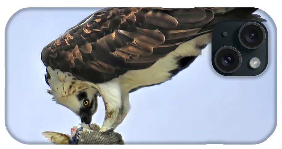 Osprey iPhone Case featuring the photograph Head Twisting Osprey by Jennie Breeze