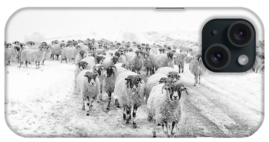 Sheep In Winter iPhone Case featuring the photograph Heading for Home by Janet Burdon