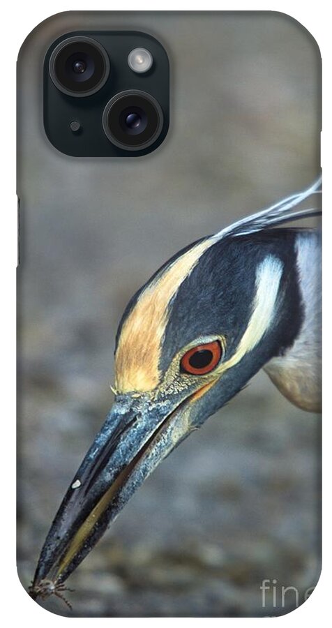 Yellow-crowned Night Heron iPhone Case featuring the photograph Headshot of Yellow-crowned Night Heron Eating Crab by John Harmon