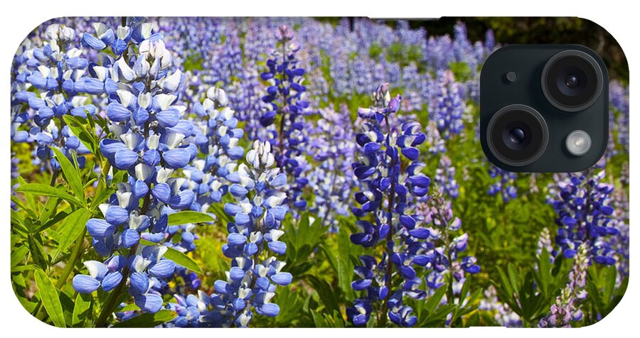 Alpine Prints iPhone 15 Case featuring the photograph Heavenly Blue Lupins by Theresa Tahara