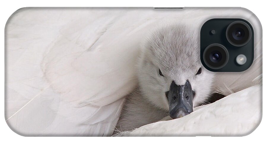 Cygnet iPhone Case featuring the photograph Hello World by Gill Billington