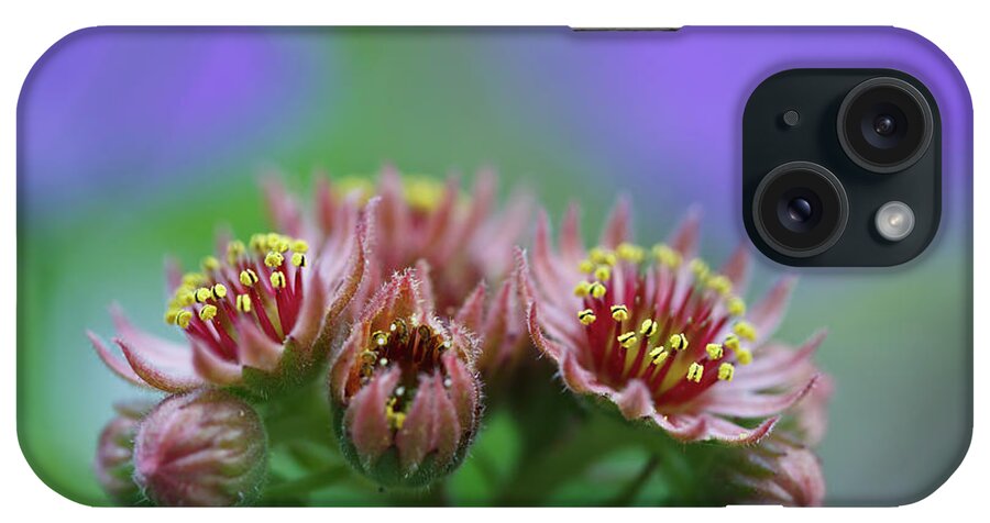 Houseleek iPhone Case featuring the photograph Hen And Chicks Flower by Laszlo Podor