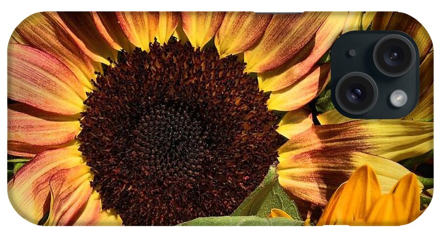 Sunflowers iPhone Case featuring the photograph Here Comes The Sun by Robert McCubbin
