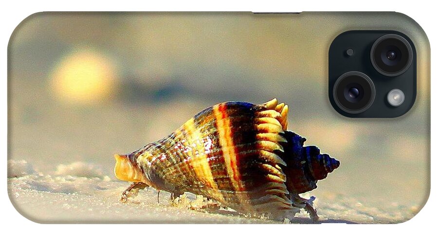 Hermit Crabs iPhone Case featuring the photograph Hermit Crab by Debra Forand