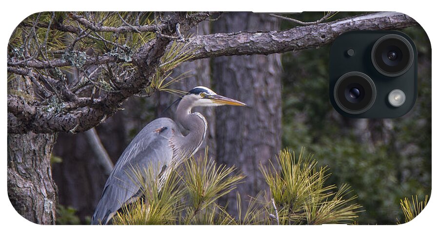 Wildlife iPhone Case featuring the photograph Heron in the Pines by Andy Smetzer