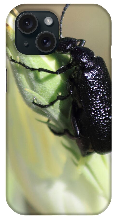 Bug iPhone Case featuring the photograph Hey Bud #1 by Shane Bechler