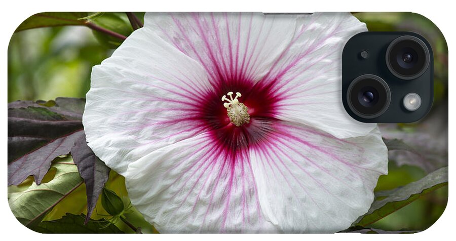 Hibiscus iPhone Case featuring the photograph Hibiscus - Kopper King by Dan Hefle