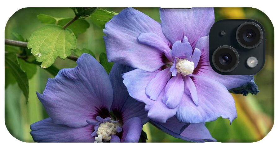 Hibiscus Syriacus Blue Chiffon iPhone Case featuring the photograph Hibiscus Syriacus 'blue Chiffon' by Brian Gadsby/science Photo Library