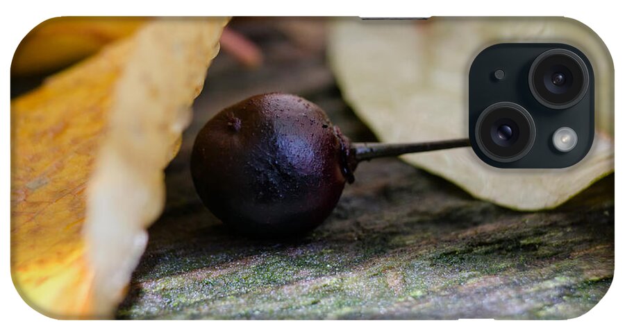 Berry iPhone Case featuring the photograph Hiding From Fall by Jim Shackett