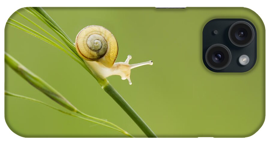 Snail iPhone Case featuring the photograph High Speed Snail by Mircea Costina Photography