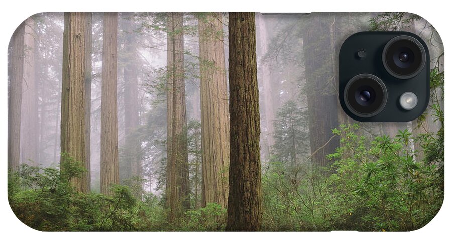 Tranquility iPhone Case featuring the photograph Hiking Through Californias Redwoods by David Hoefler
