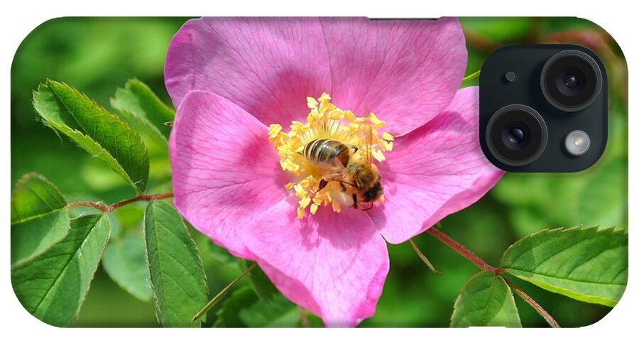 Rose iPhone Case featuring the photograph Hip rose bloom with a bee by Martin Capek