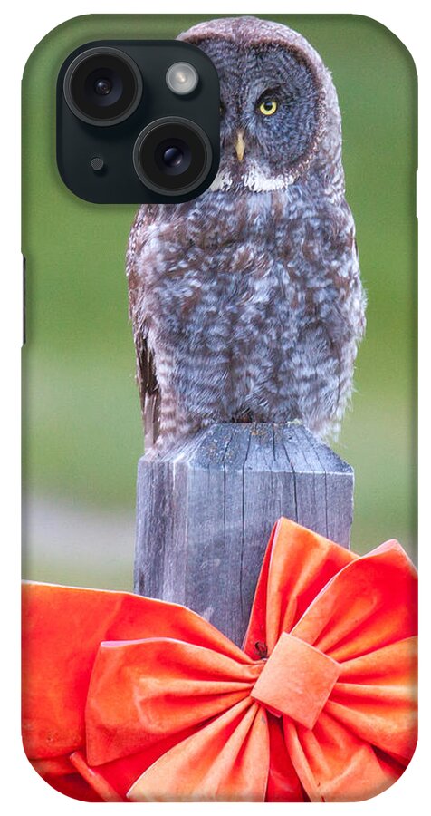 Wildlife iPhone Case featuring the photograph Holiday Owl by Kevin Dietrich