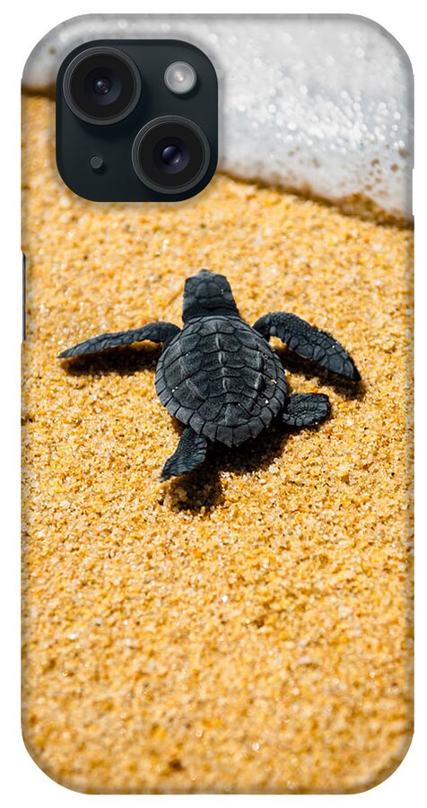Baby Loggerhead iPhone Case featuring the photograph Home by Sebastian Musial