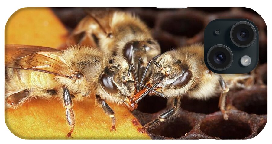 Honey Bee iPhone Case featuring the photograph Honey Bee Mouth-to-mouth Feeding by Stephen Ausmus/us Department Of Agriculture