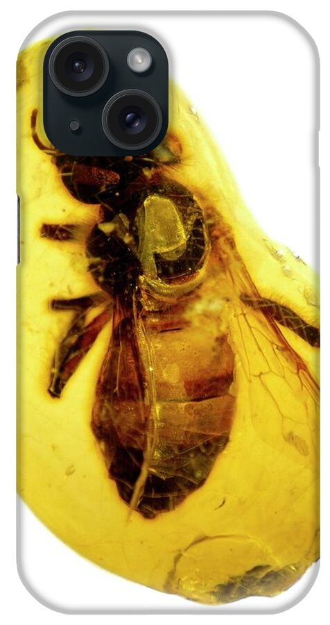 Honeybee iPhone Case featuring the photograph Honeybee In Amber by Natural History Museum, London