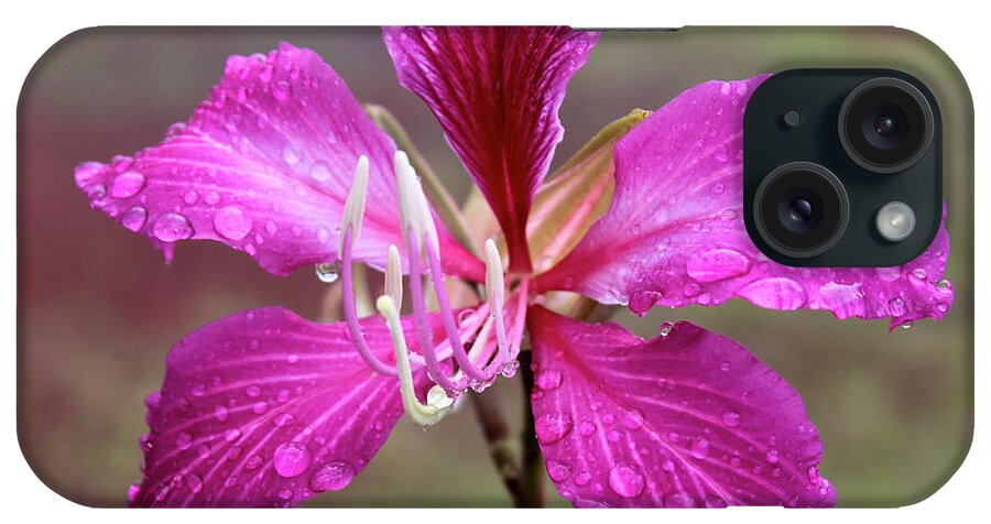 Bauhinia Blakeana iPhone Case featuring the photograph Hong Kong Orchid Tree Flower by Venetia Featherstone-Witty