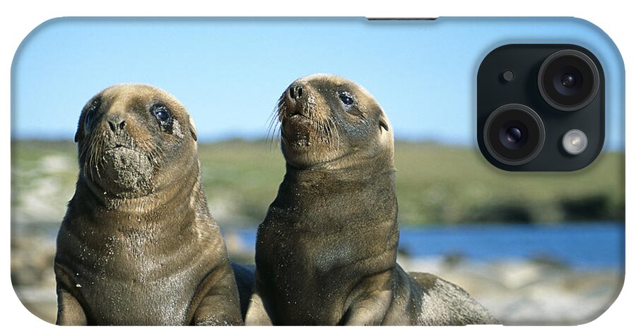 Feb0514 iPhone Case featuring the photograph Hookers Sea Lion Young Pups Playing by Tui De Roy
