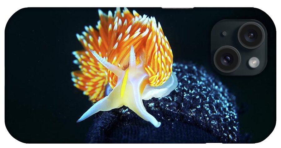 Horned Nudibranch iPhone Case featuring the photograph Horned Nudibranch by Alexander Semenov