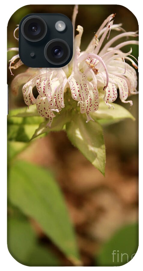 Horsemint iPhone Case featuring the photograph Horsemint wildflower on forest floor by Adam Long