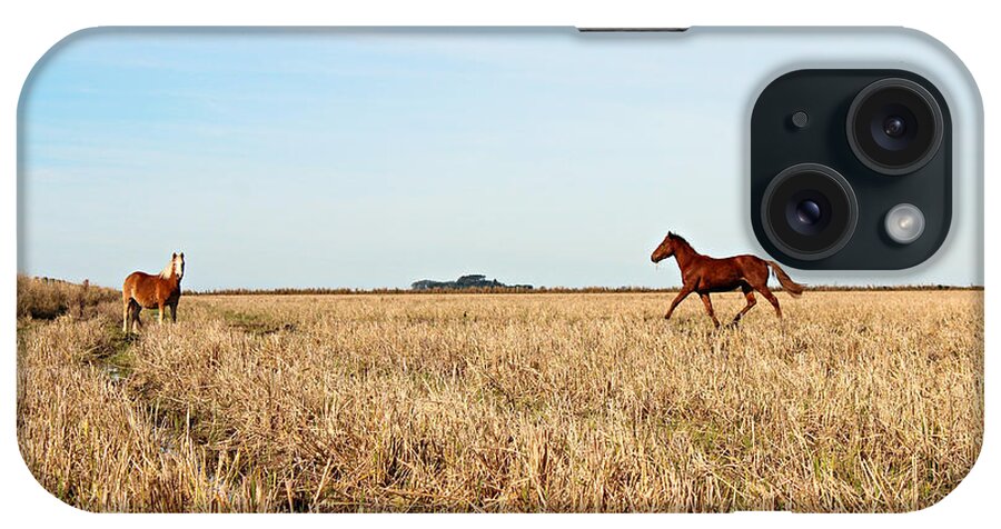 Horse iPhone Case featuring the photograph Horses In Harvested Rice Fields by Lelia Valduga