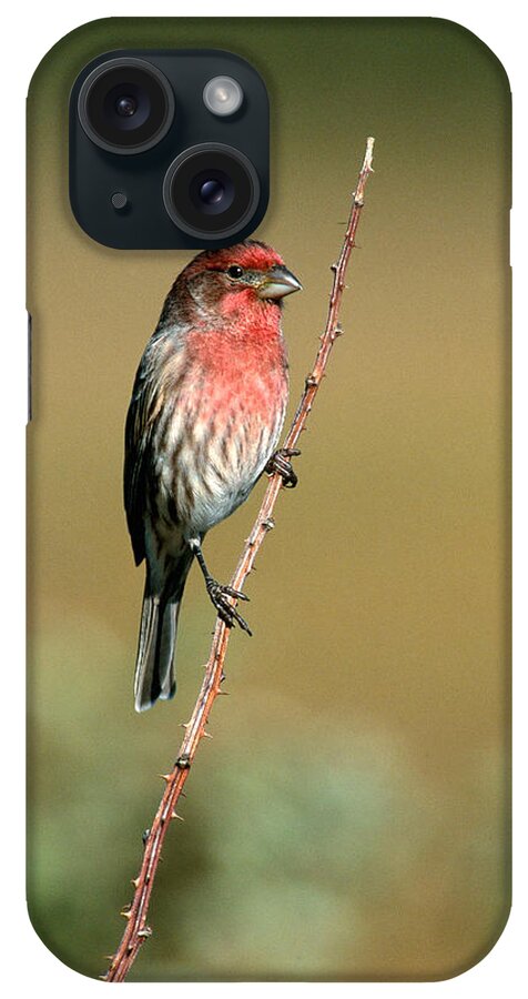 House Finch iPhone Case featuring the photograph House Finch by Paul J. Fusco