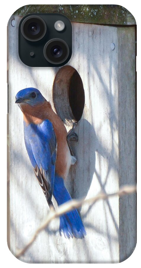 Bluebird iPhone Case featuring the photograph House Hunting by Kerri Farley