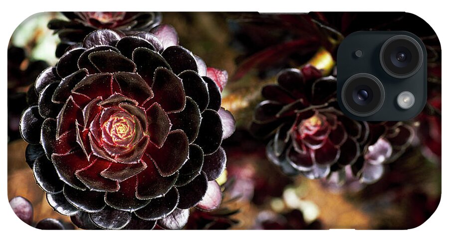 'atropurpureum' iPhone Case featuring the photograph Houseleek by Anthony Cooper/science Photo Library