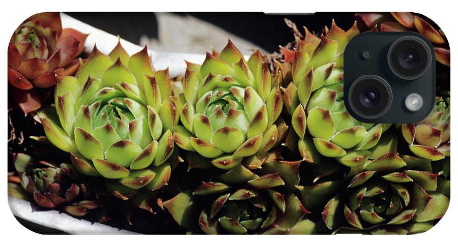 Sempervivum Sp. iPhone Case featuring the photograph Houseleek Rosettes by Duncan Smith/science Photo Library