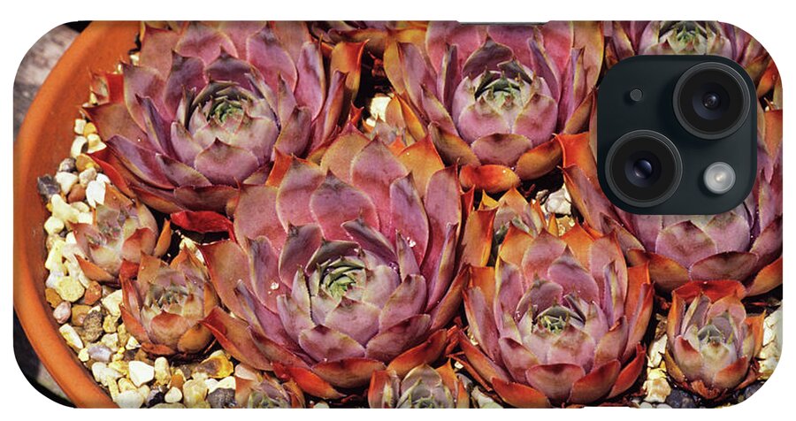Sempervivum 'amtmann Fisher' iPhone Case featuring the photograph Houseleeks by Duncan Smith/science Photo Library