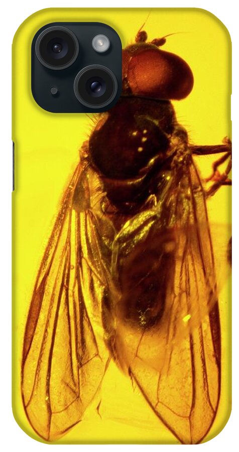 Hoverfly iPhone Case featuring the photograph Hoverfly In Amber by Natural History Museum, London