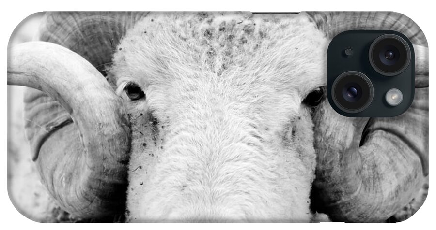 Ram iPhone Case featuring the photograph How Ewe Doin by Courtney Webster