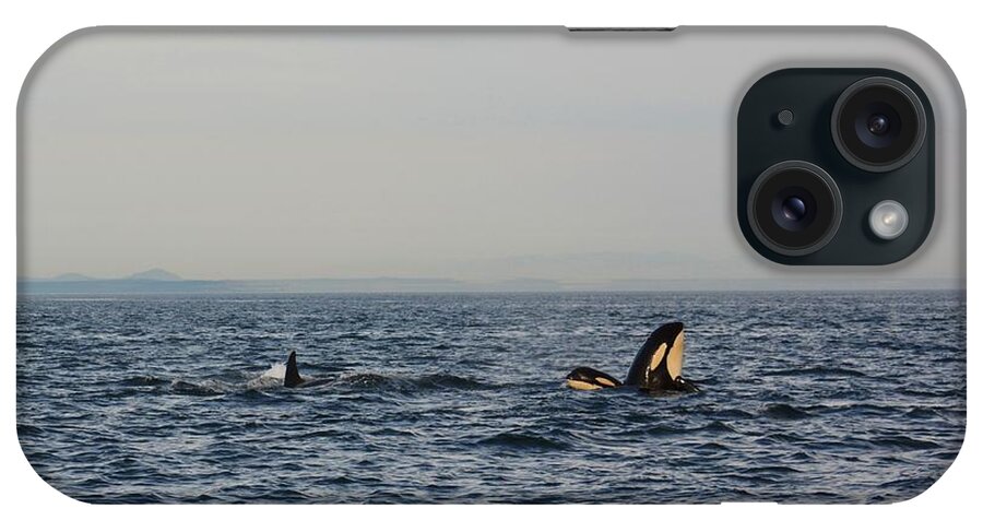 Orca iPhone Case featuring the photograph How's the View? by Gayle Swigart