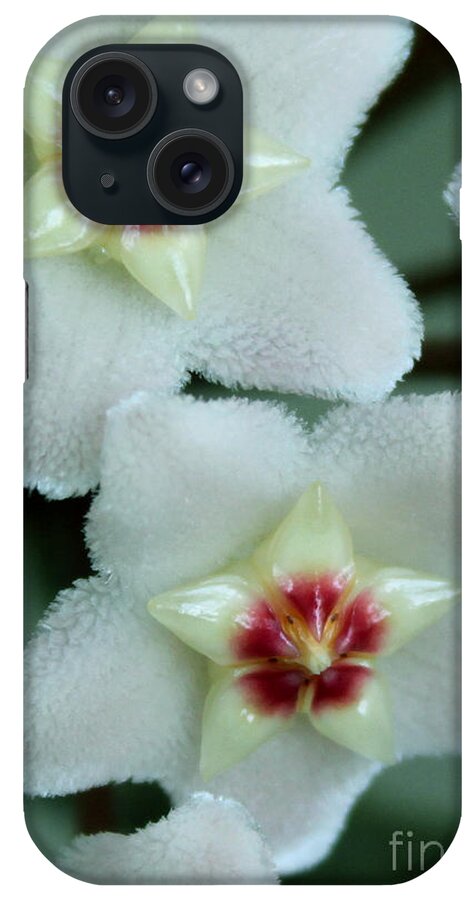 Hoya iPhone Case featuring the photograph Hoya by Debbie Hart