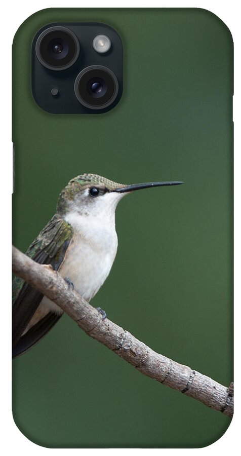 Ruby iPhone Case featuring the photograph Hummingbird At Rest by Jack Nevitt