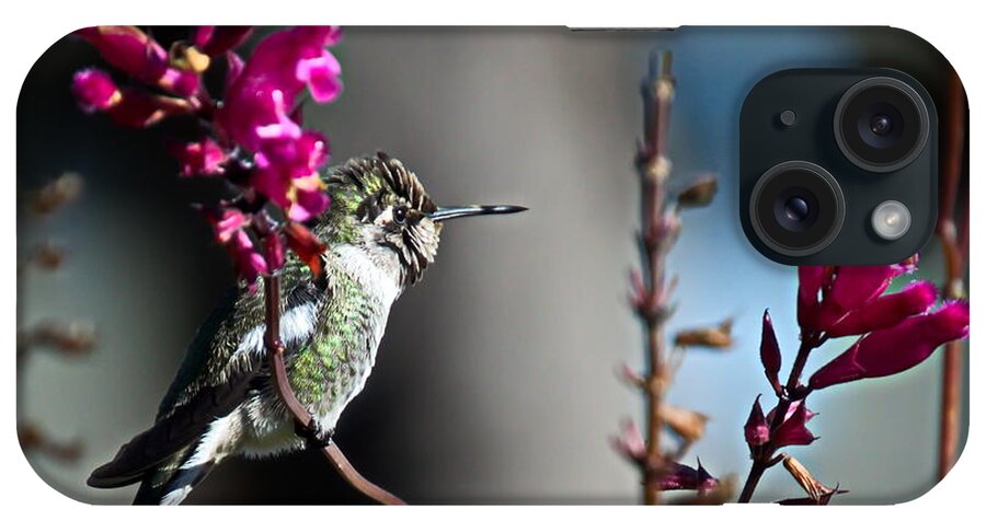 Hummingbird iPhone Case featuring the photograph Hummingbird by Christina Ochsner